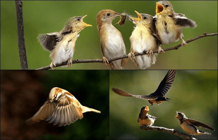 Giải mã: Điềm báo lành và dữ khi mơ bắt được chim là gì?