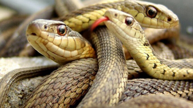 Mơ thấy nhiều rắn mang điềm báo lành hay dữ? Con lô nào may mắn?
